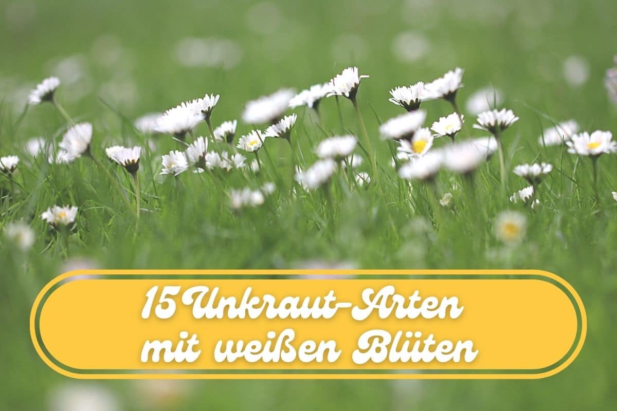 Unkraut mit weißen Blüten - Gänseblümchen