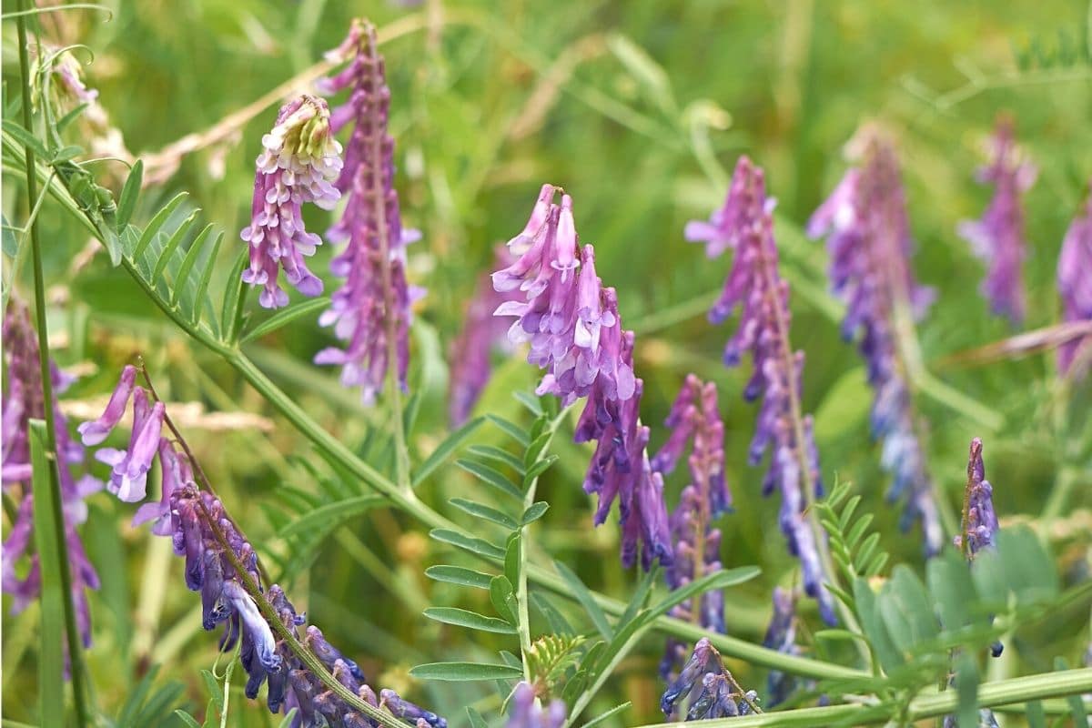 Unkaut mit lila Blüten - Vogel-Wicke - Vicia cracca