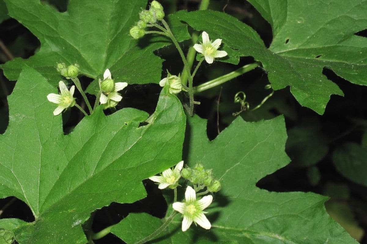 Unkraut mit weißen Blüten - Weiße Zaunrübe