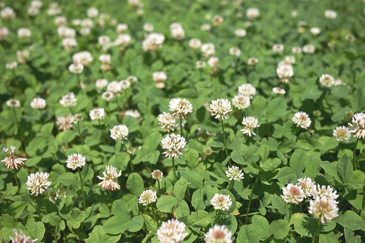 Weißklee - Trifolium repens