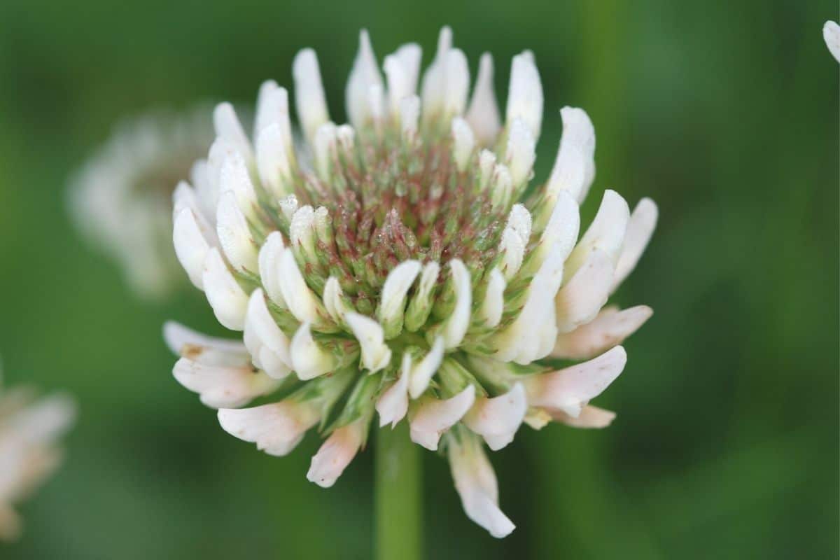 Weißklee - Trifolium repens