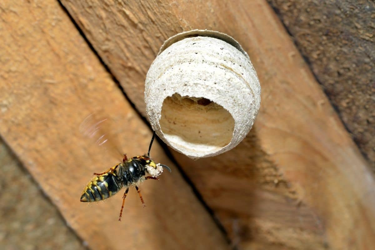 Wespenkönigin bringt neues Material für junges Nest