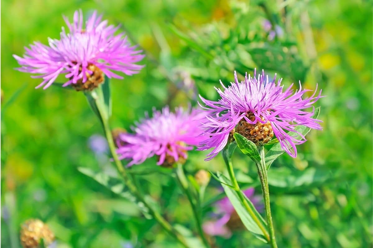 Wiesen-Flockenblume (Centaurea jacea)