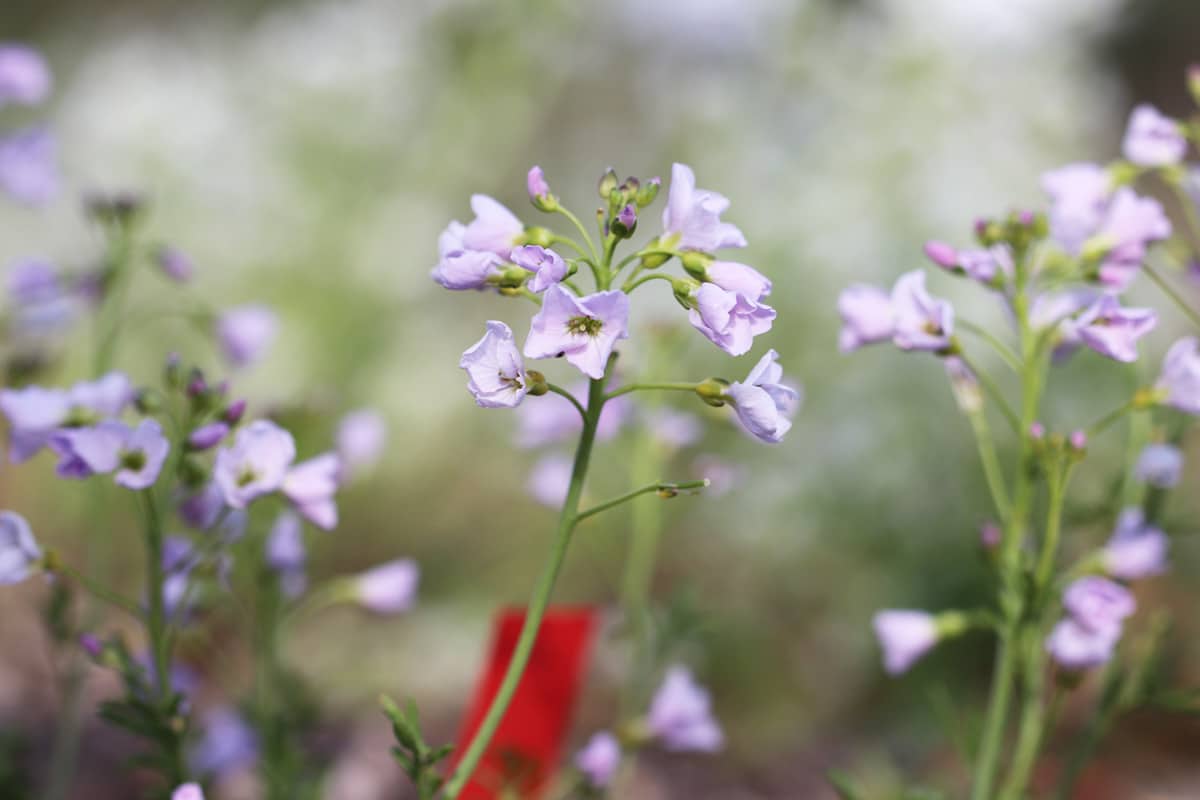 Wiesen-Schaumkraut - Cardamine pratensis