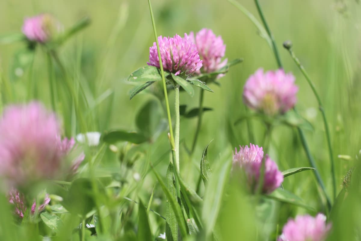 Wiesenklee - Trifolium pratense