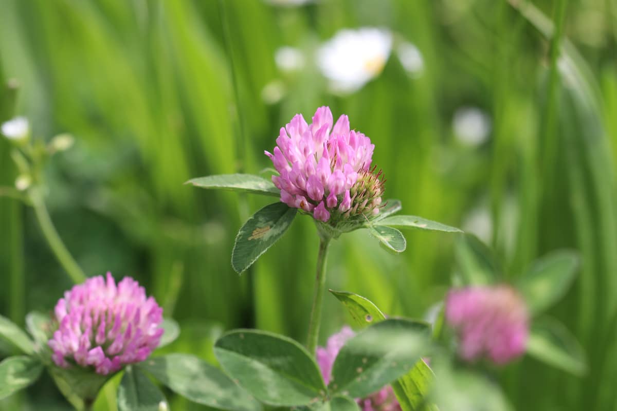 Wiesenklee - Trifolium pratense