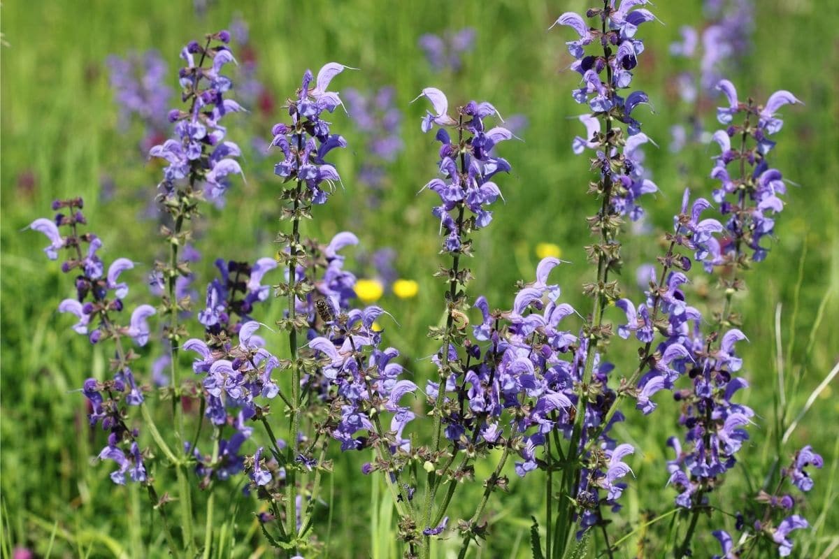 Wiesensalbei - Salvia pratensis