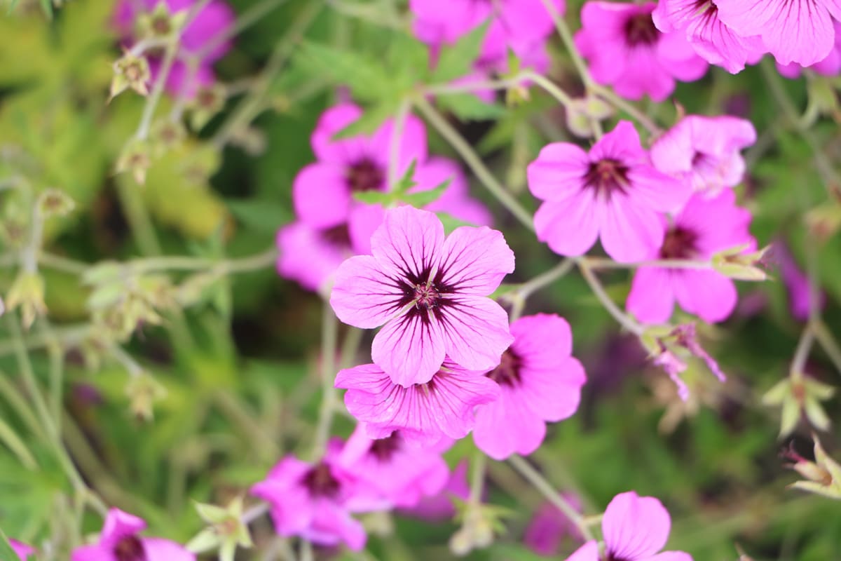 Wilde Malve - Malva sylvestris