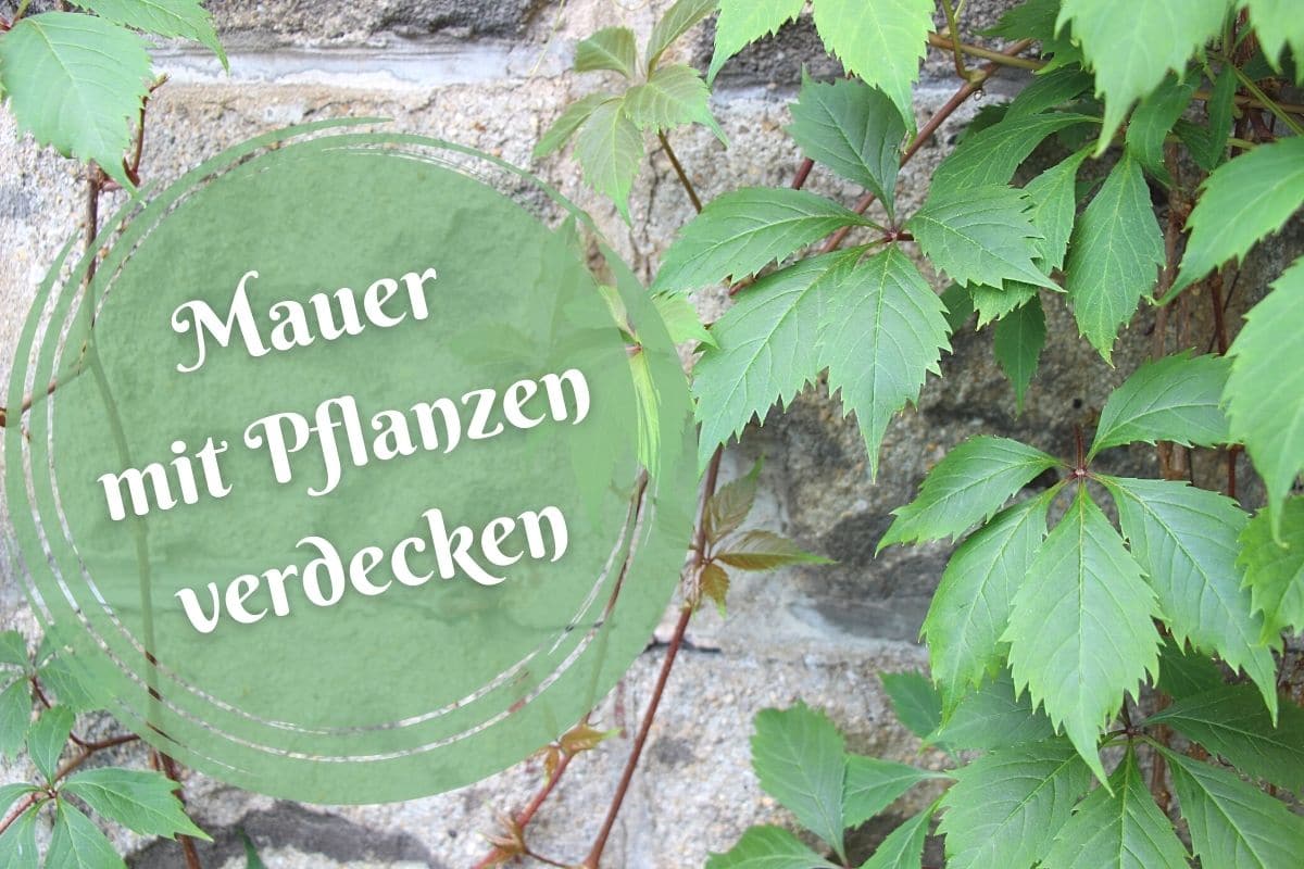 Mauer verdecken - Wilder Wein