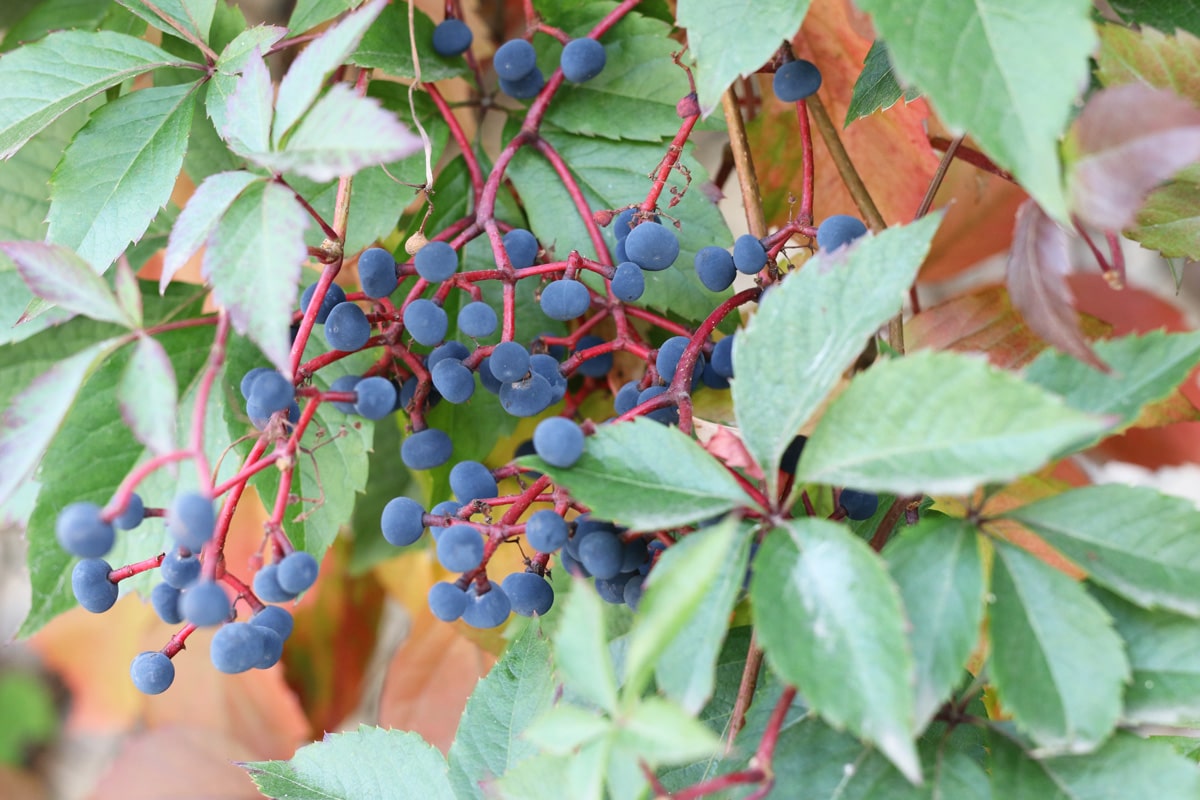 Wilder Wein - Vitis vinifera