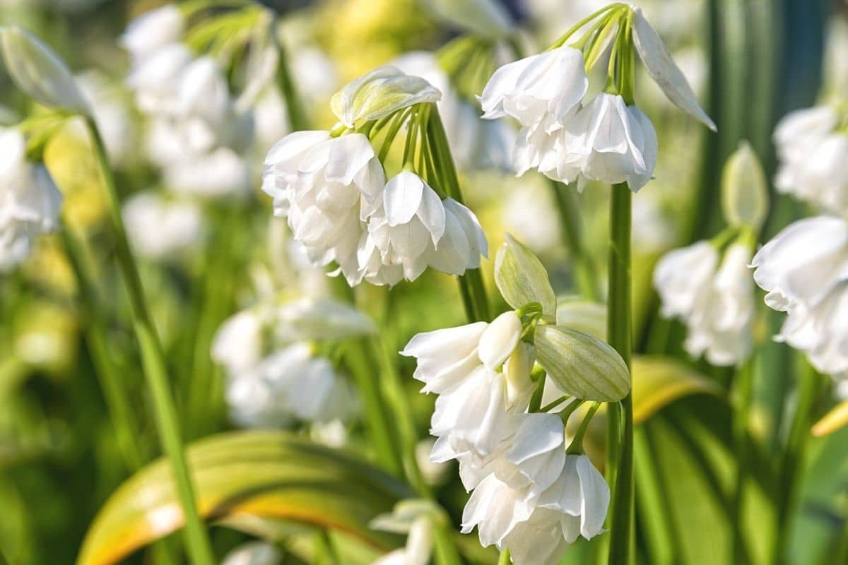 Wunder-Lauch - Allium paradoxum