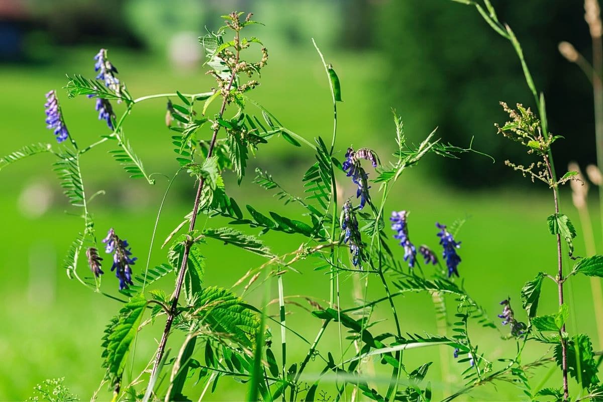 Zaun-Wicke - Vicia sepium