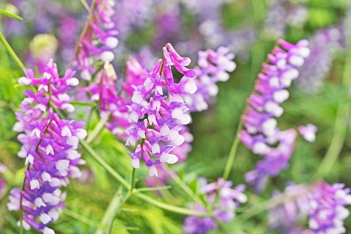 Unkraut mit lila Blüten - Zottige Wicke - Vicia villosa