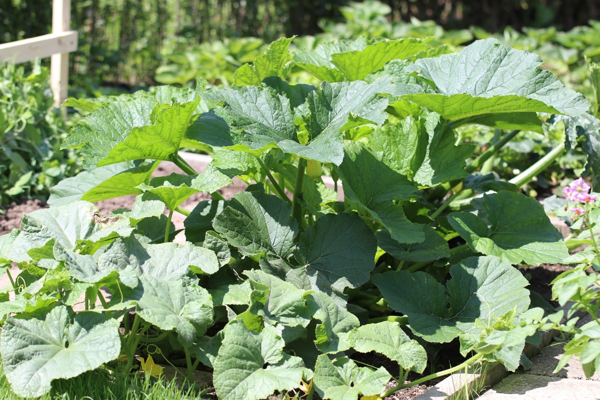 Zucchiniblätter abschneiden - Schutz der Nachbarpflanzen