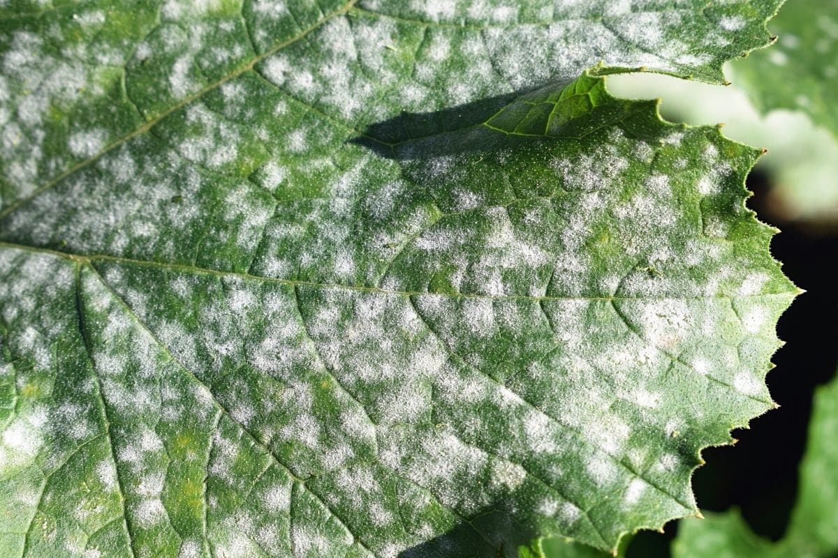 Zucchiniblätter mit Mehltau