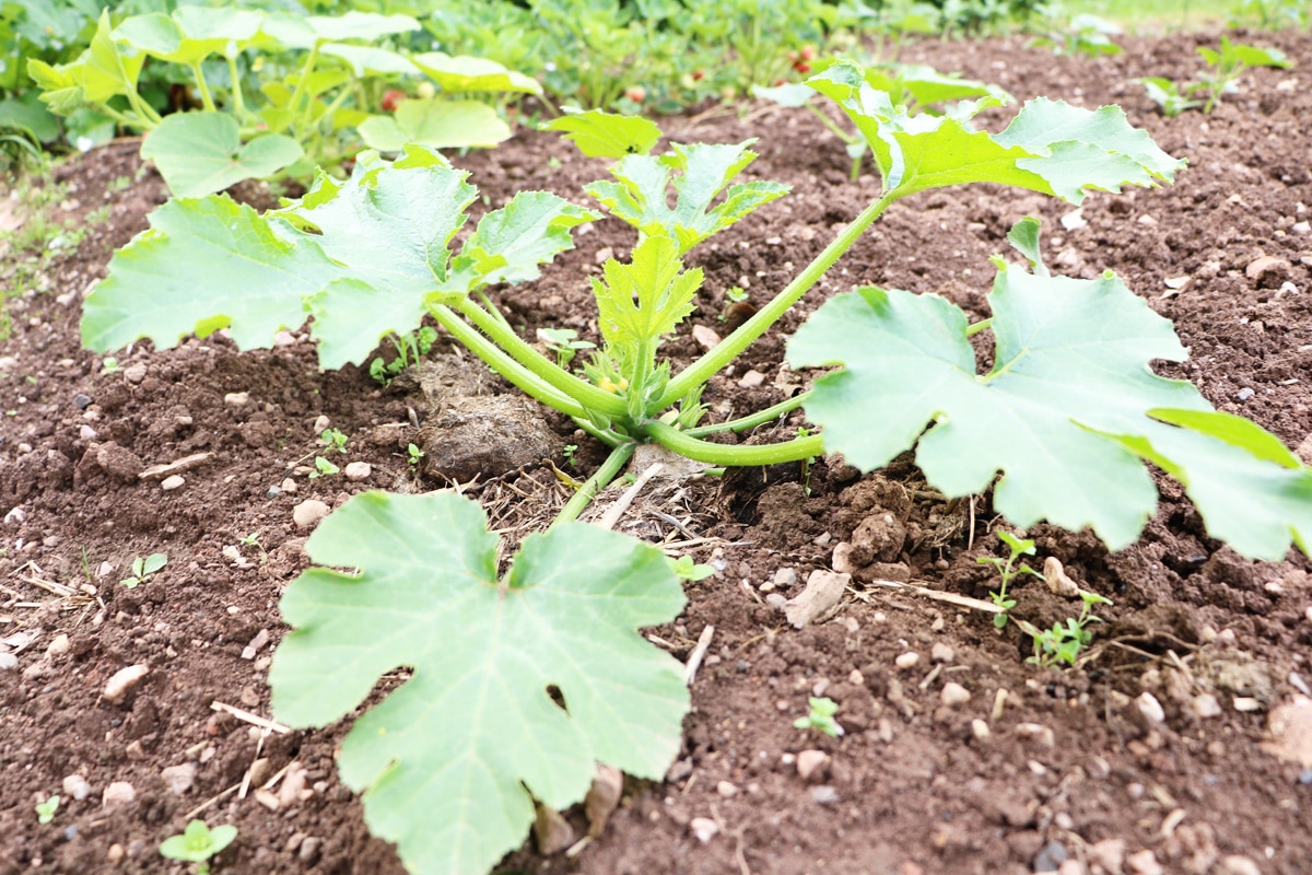 Zucchiniblätter