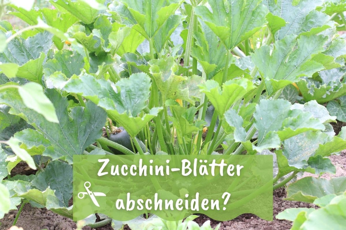 Sollte man Zucchiniblätter abschneiden