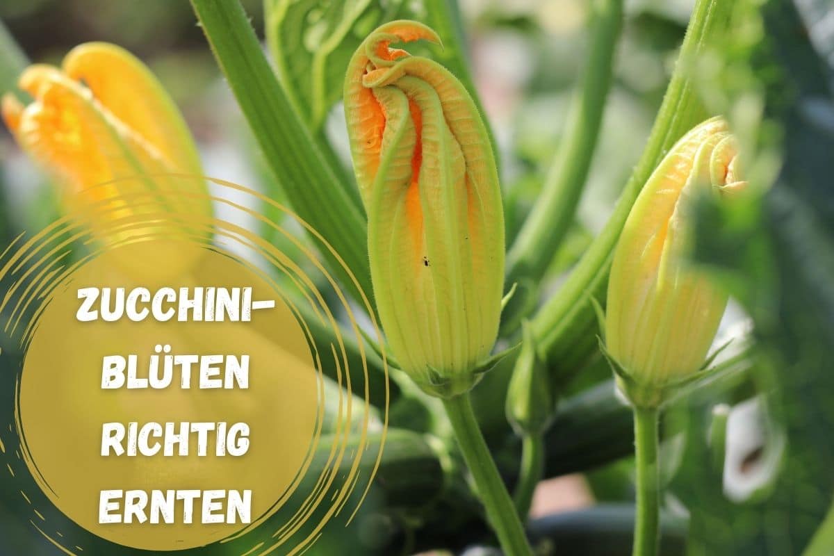 Zucchiniblüten ernten