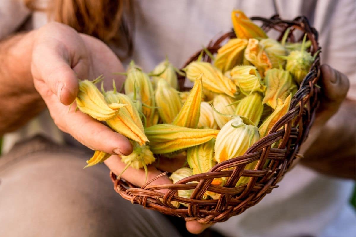 Zucchiniblüten ernten