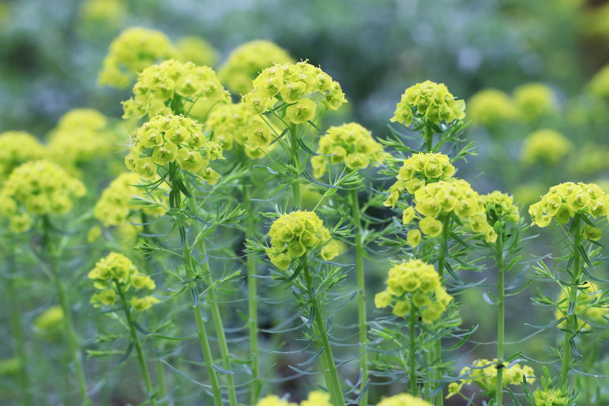 Zypressen-Wolfsmilch - Euphorbia cyparissias