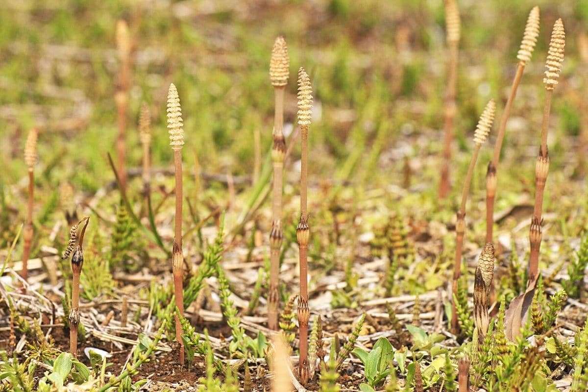 Ackerschachtelhalm - Equisetum arvense