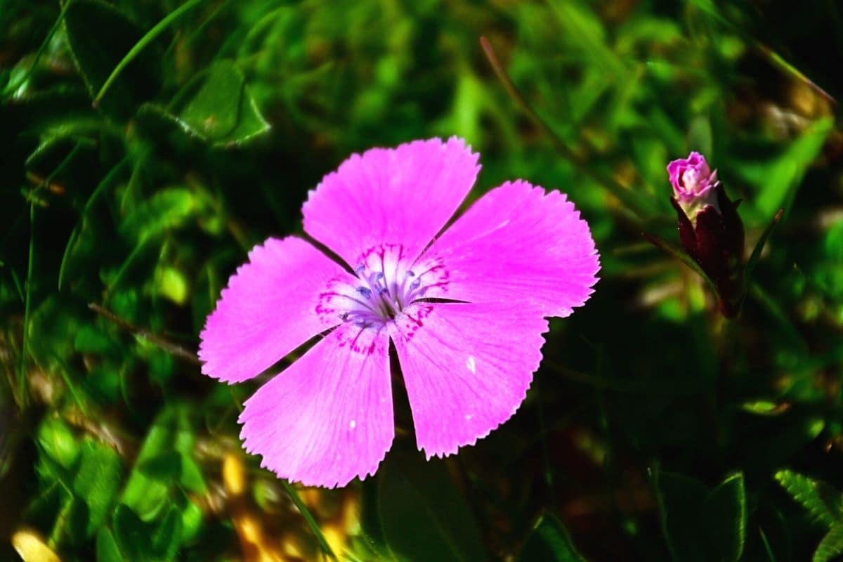 Alpen-Nelke - Dianthus alpinus