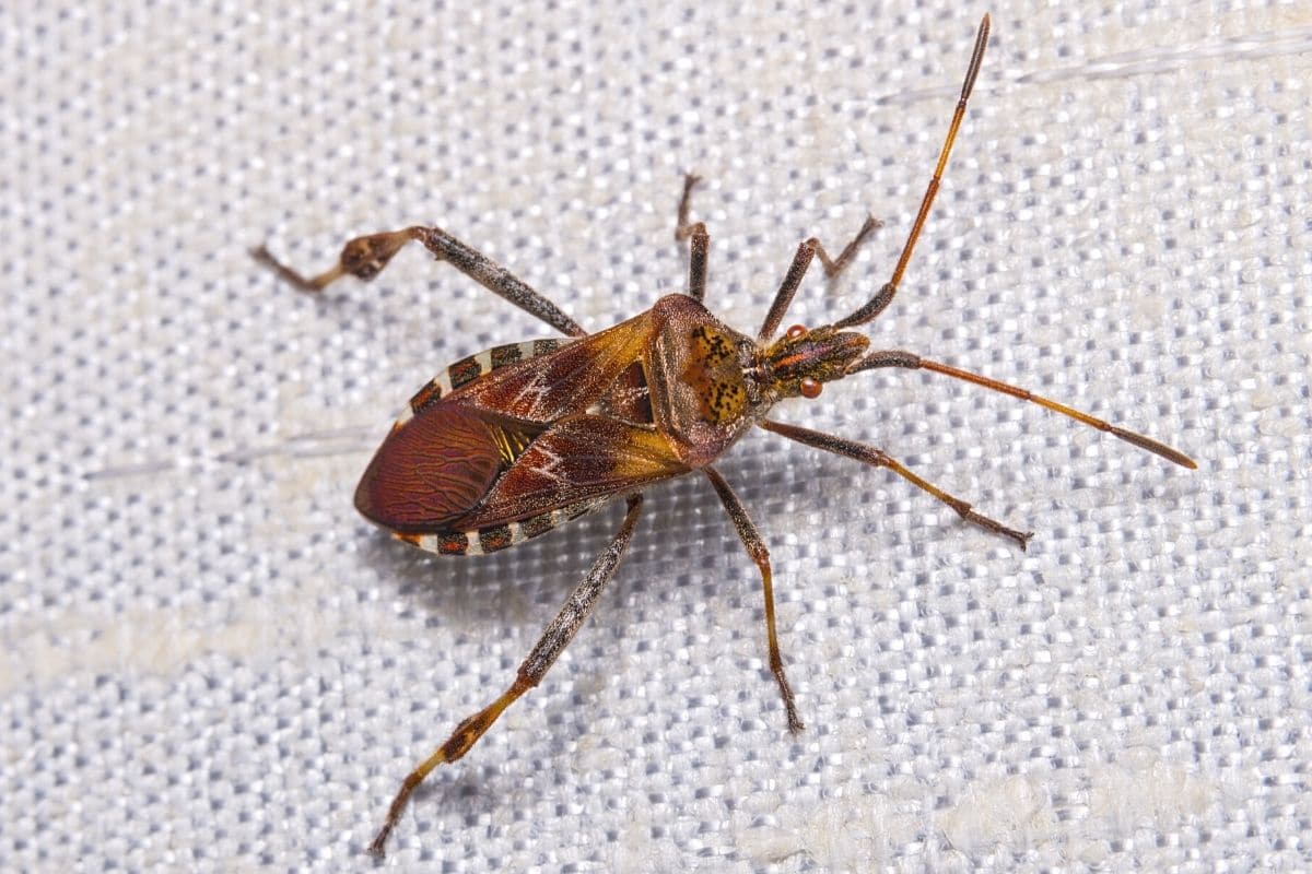 Amerikanische Kiefernwanze - Leptoglossus occidentalis