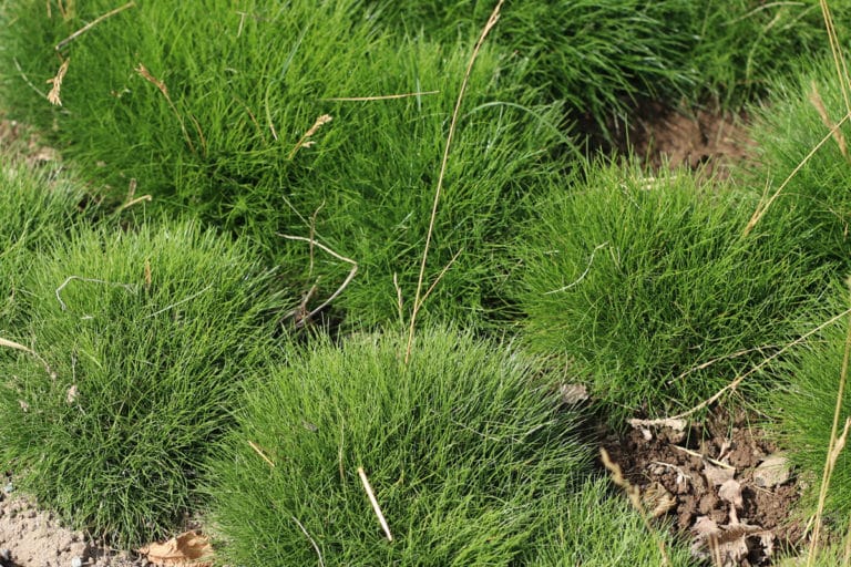 Winterharte Ziergräser 26 Gräser für Kübel & Garten Gartenrat.de