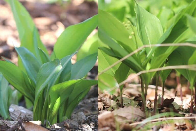 Bärlauch erkennen 10 Unterschiede zum Maiglöckchen Gartenrat.de