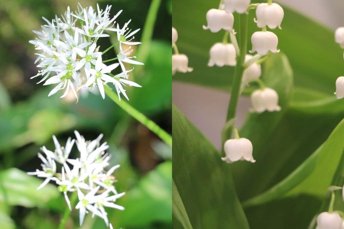 Blüten von Bärlauch und Maiglöckchen