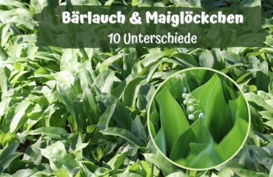 Bärlauch erkennen - Unterschiede zum Maiglöckchen