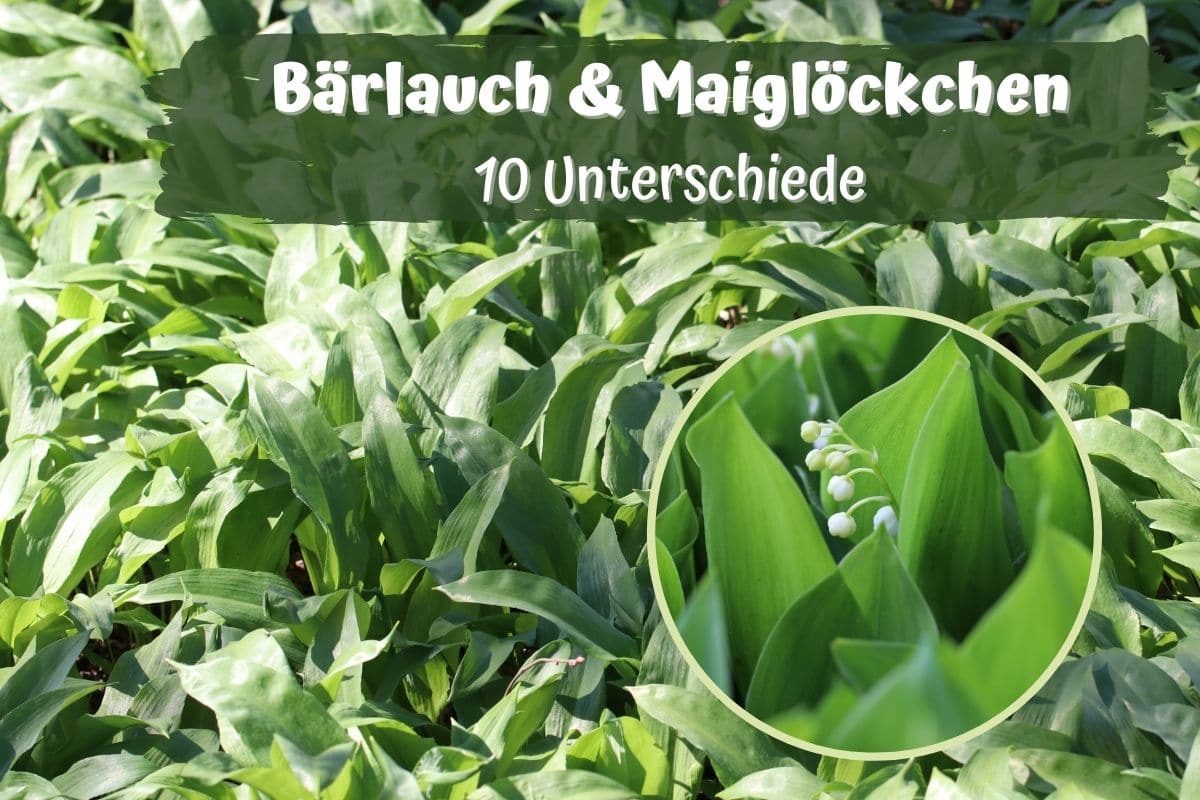 Bärlauch erkennen - Unterschiede zum Maiglöckchen