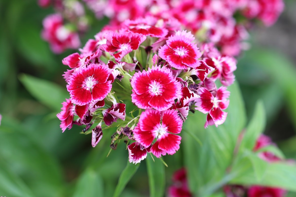 Bartnelke - Dianthus barbatus