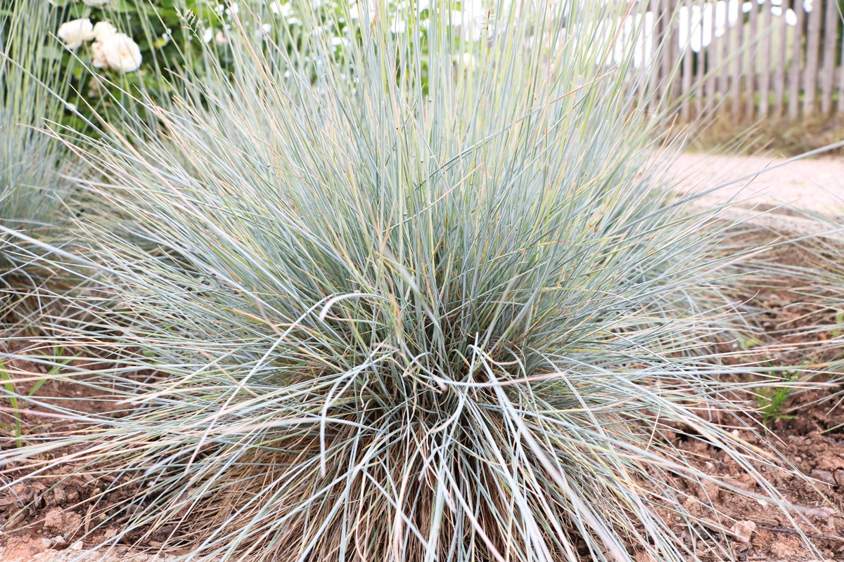 Blauschwingel - Festuca cinerea