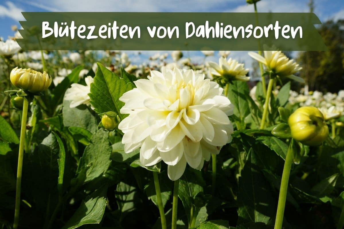 Blütezeit von Dahlien