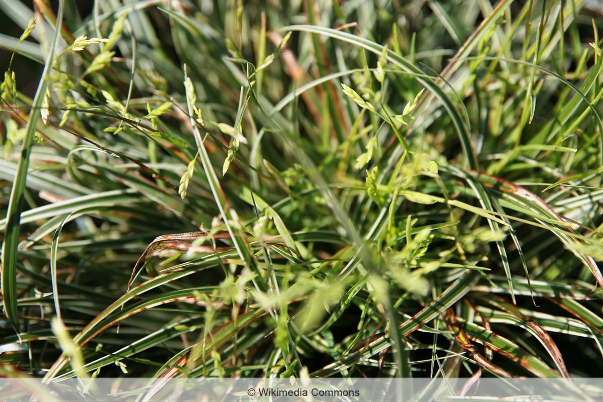 Carex conica 'Snowline'