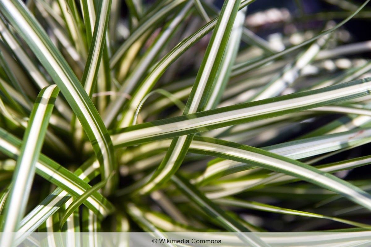 Carex oshimensis 'Evergold'