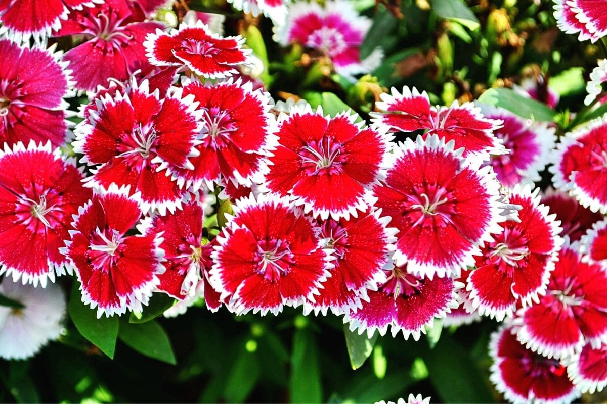 Chinesische Nelke - Dianthus chinensis