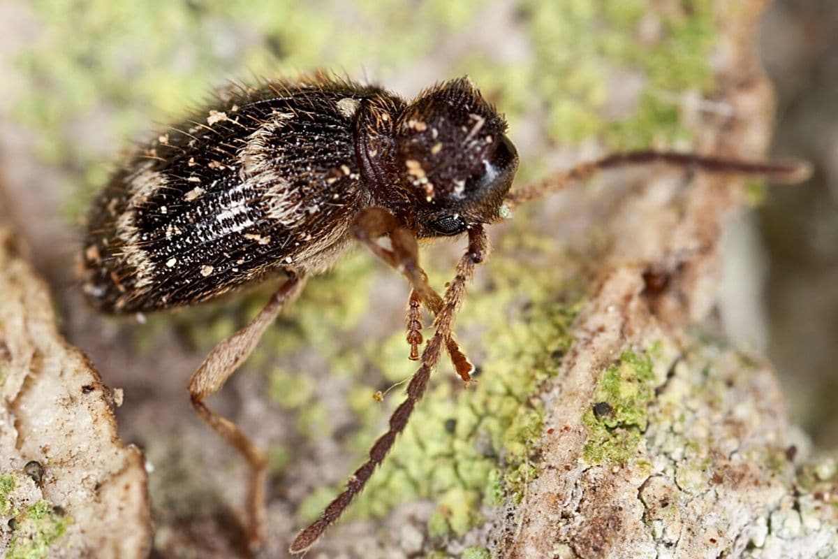 Käfer mit langen Fühlern - Diebkäfer