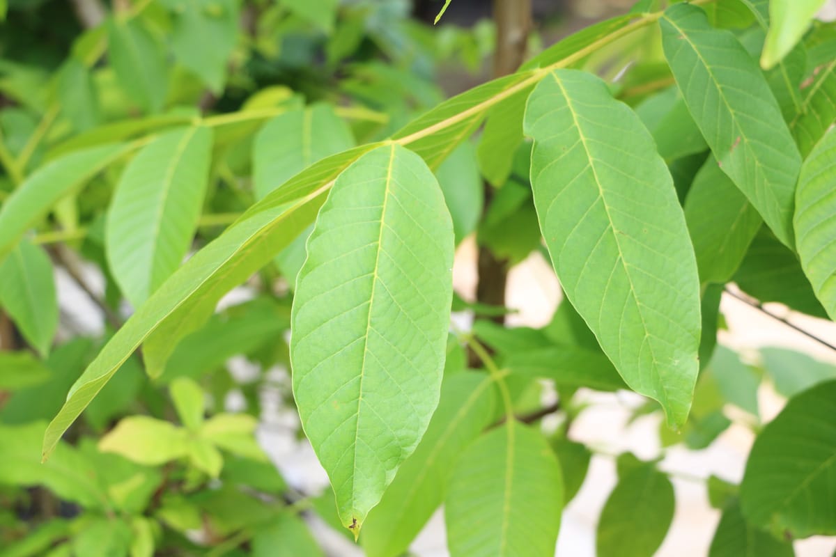 Echte Walnuss - Juglans regia