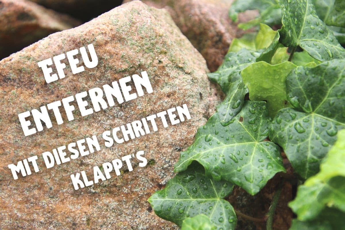 Efeu entfernen