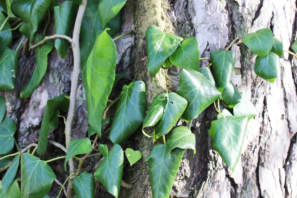 Efeu entfernen - Hedera colchica an Baum