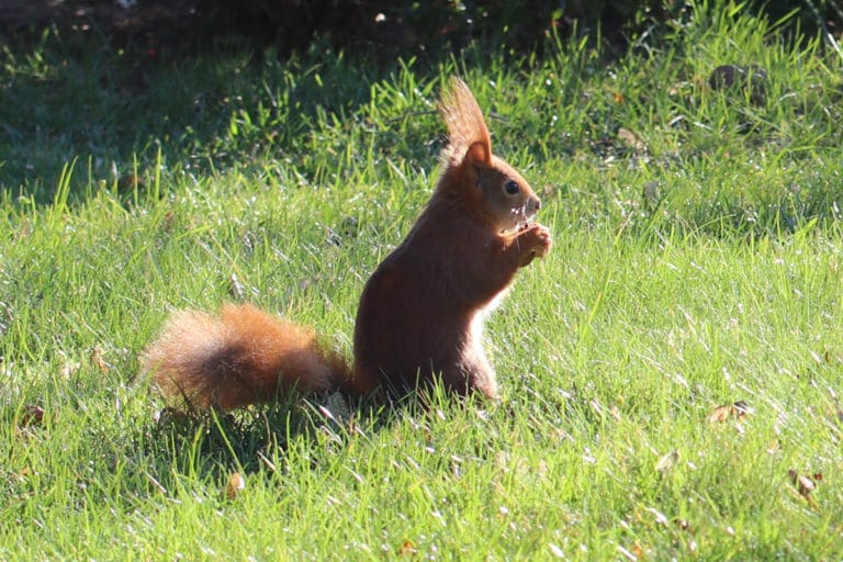 Wie Alt Werden Eichhörnchen In Deutschland gartenrat.de