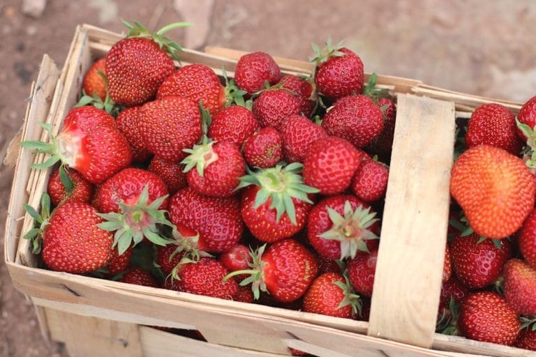Was sind Erdbeeren? Obst, Gemüse oder Nüsse? Gartenrat.de