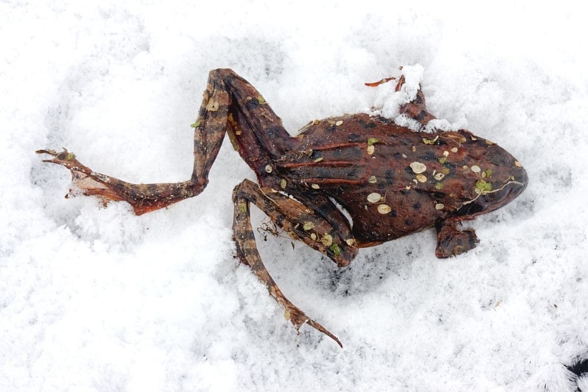 Wie überwintern Kröten - Erfrorene Kröte