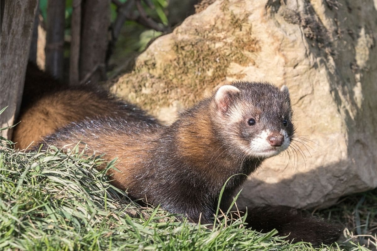 Europäischer Iltis - Mustela putorius