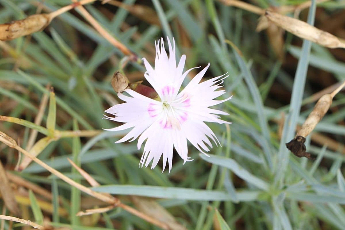 Federnelke - Dianthus plumaris