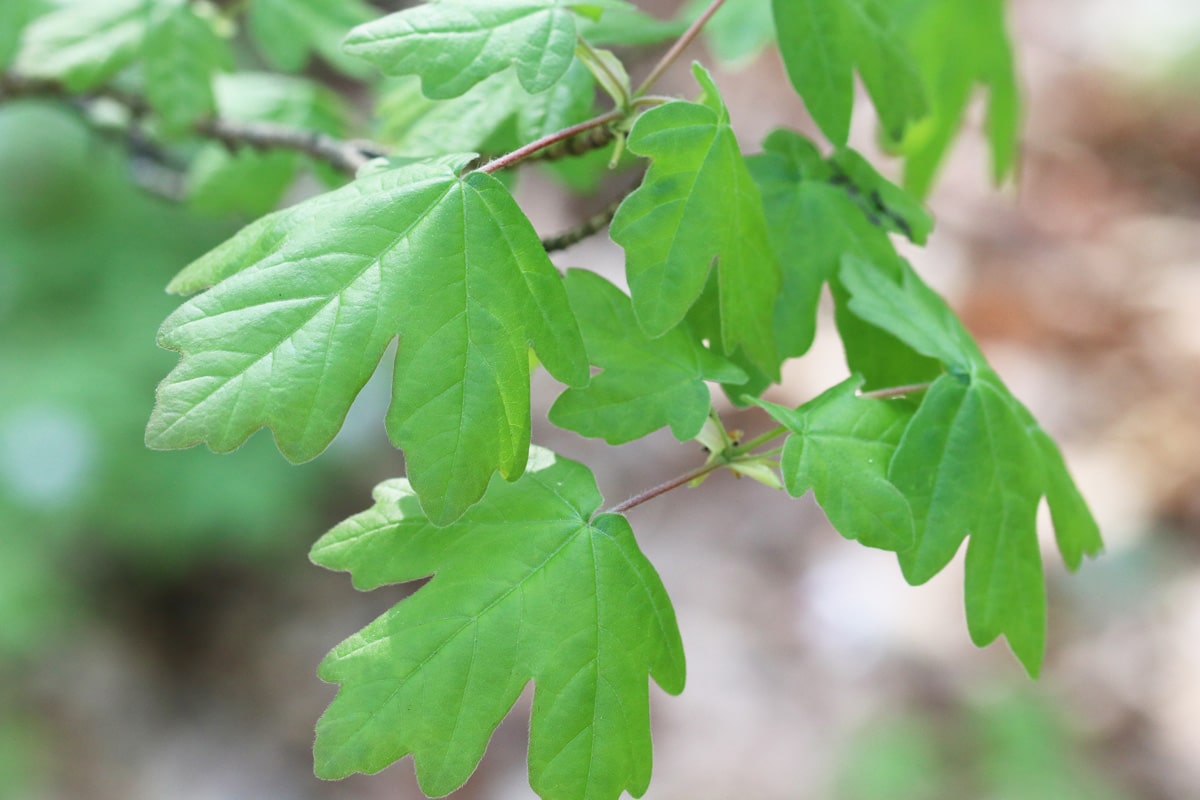 Feld-Ahorn - Acer campestre