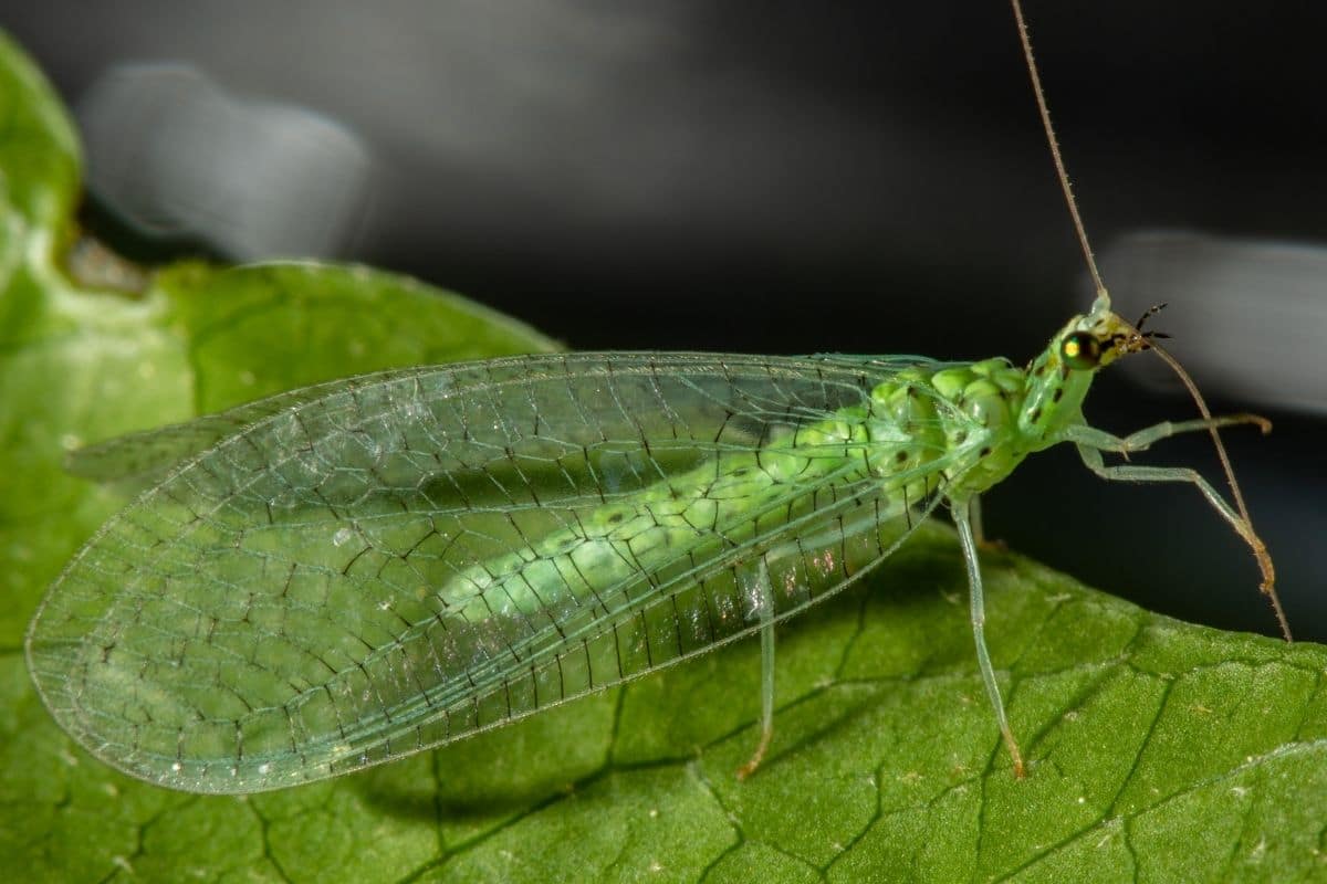 Grüne Fliegen im Haus - Florfliege