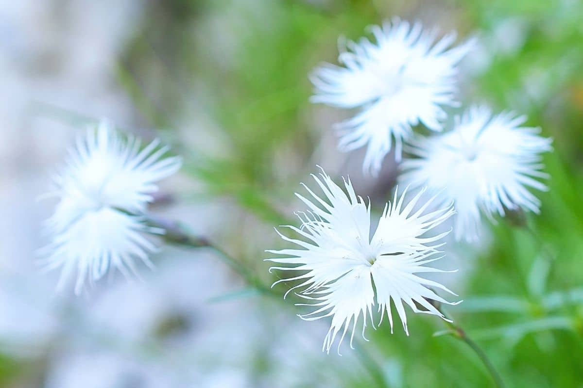 Fransennelke - Dianthus spiculifolius